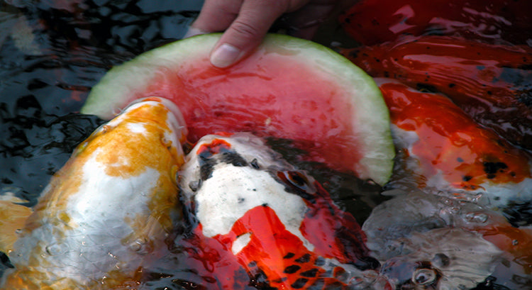 What Can I Feed My Koi Besides Fish Food?