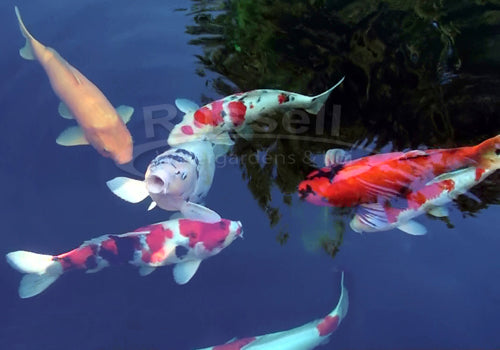 Real Koi Pond Kits from Russell Watergardens - not water garden pond kits marketed as koi pond kits.