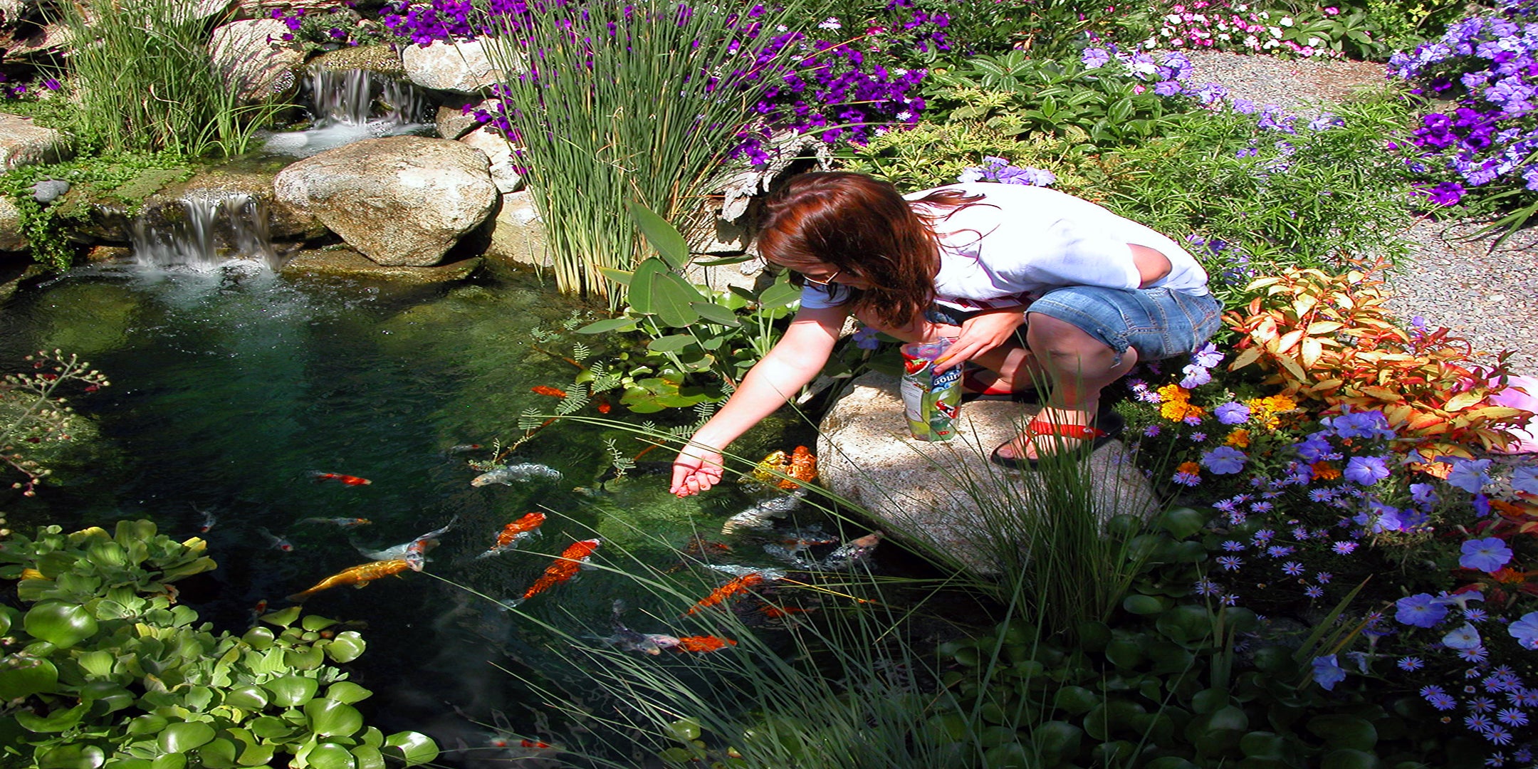 Beautiful water garden fish pond with two step waterfalls and a girl hand feeding koi