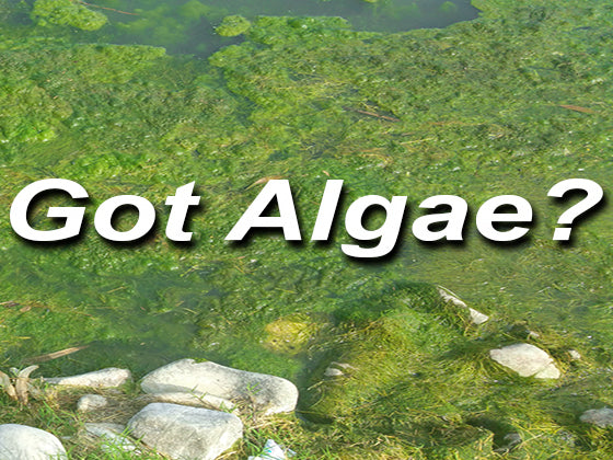 A pond with excessive algae