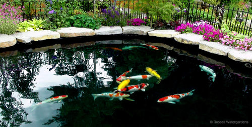 This beautiful Bubble-less Koi Pond was invented and built by Russell Watergardens