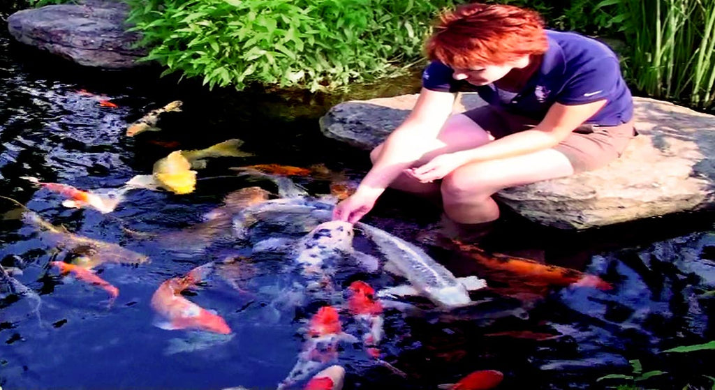 Pamela Russell hand feeding koi in a crossover pond built by Russell Watergardens using an Ultimate Crossover Pond Kit