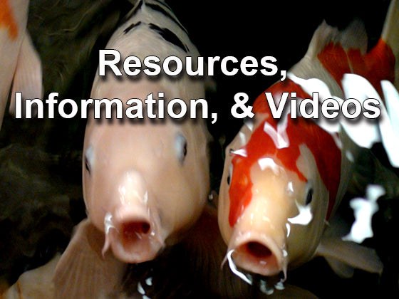 Pond and water feature resources, information, and videos