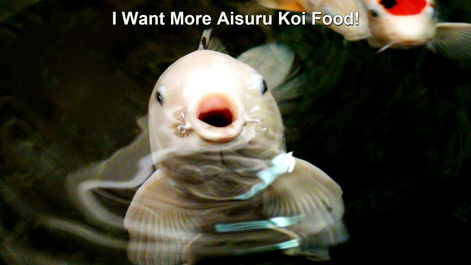 Happy koi begging with its mouth open from more Aisuru Koi delicious and healthy koi food