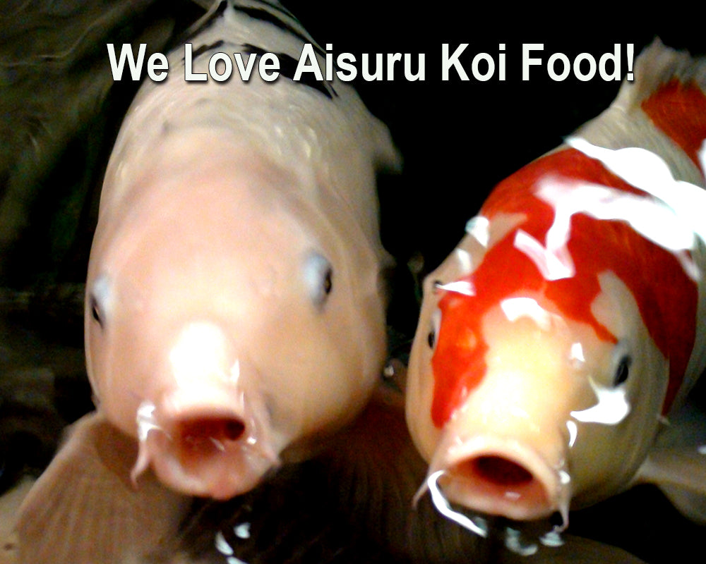Two large koi fish begging with their mouths open for more Aisure Koi premium koi food