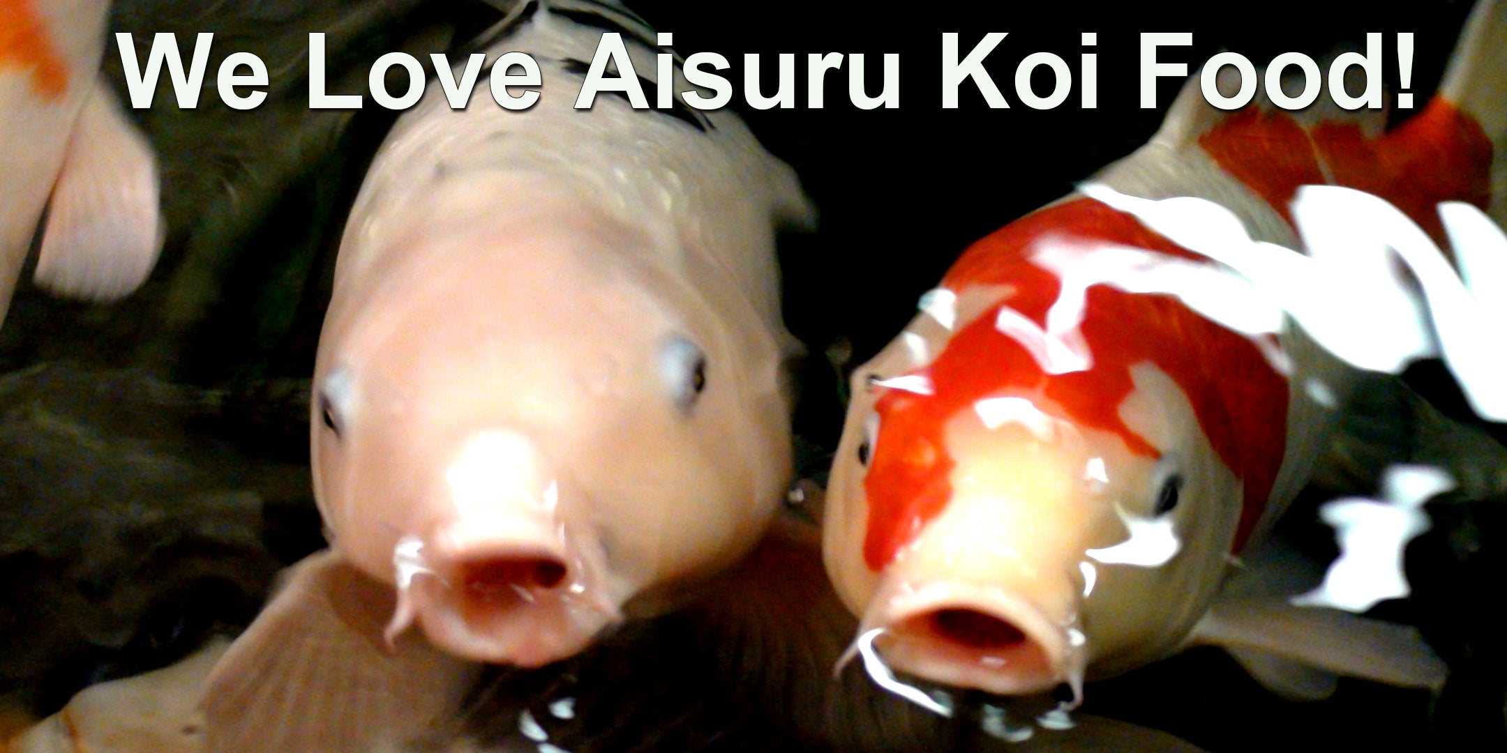 Two large koi fish begging with their mouths open for more Aisure Koi premium koi food