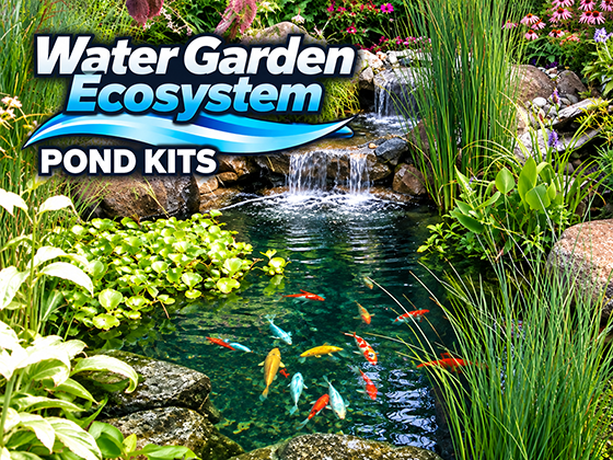 Water Garden Ecosystem Pond Kit with clear water, colorful fish, aquatic plants and a natural rock waterfall.