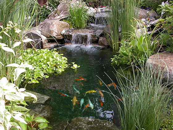 Water Garden Ecosystem Pond Kits
