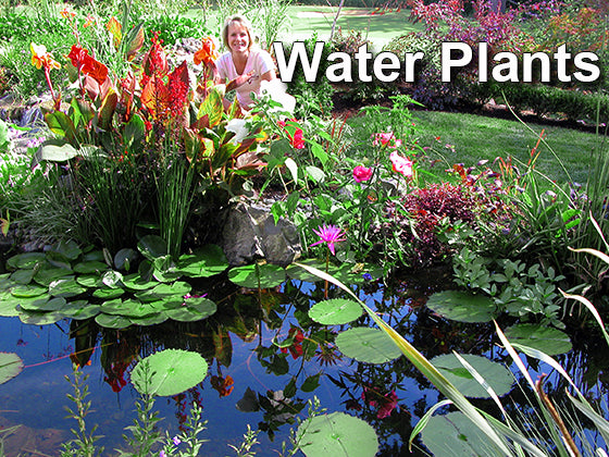 Water plants and how they effect an aquatic ecosystem