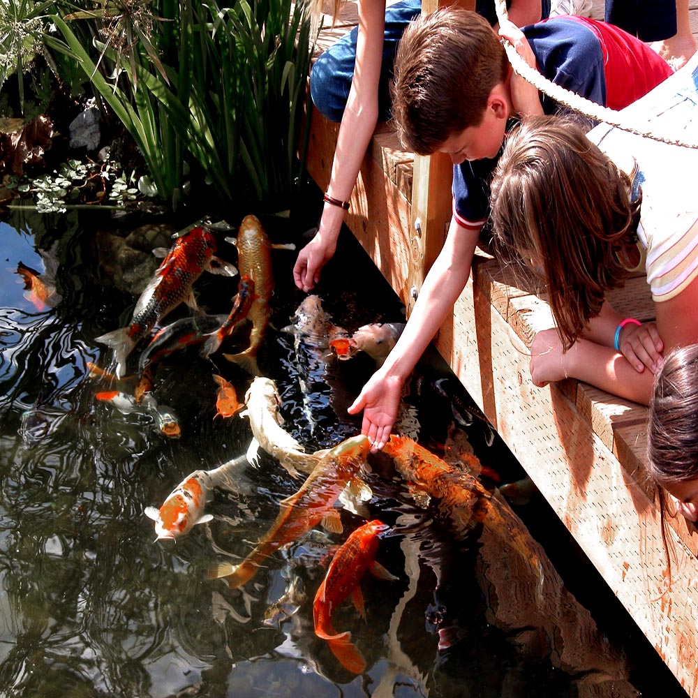 Kids hand feeding koi fish Aisuru Koi premium koi food and the koi love it!