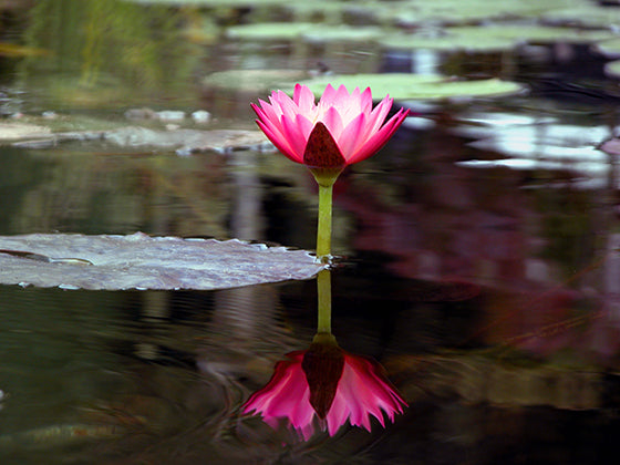 A beautiful pink tropical water lily blooming about the water with reflections in a pond built by Russell Watergardens