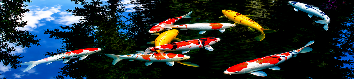 HydroLife™ Koi Pond Kits