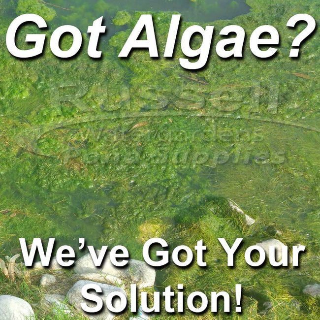 Algae control and prevention for ponds and pondless waterfalls