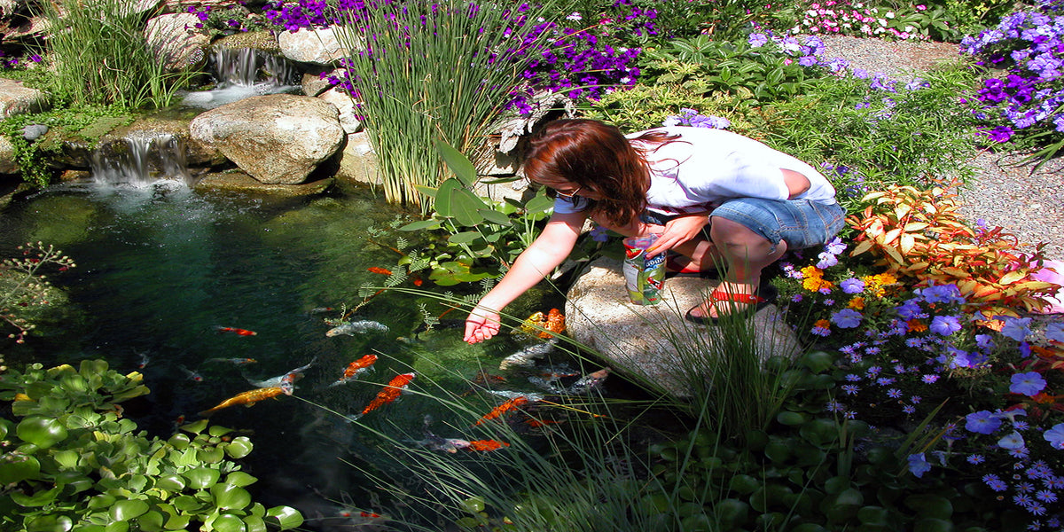 Photo inspiration: Fish Koi Pond Supplies Food Kits Photo Inspiration