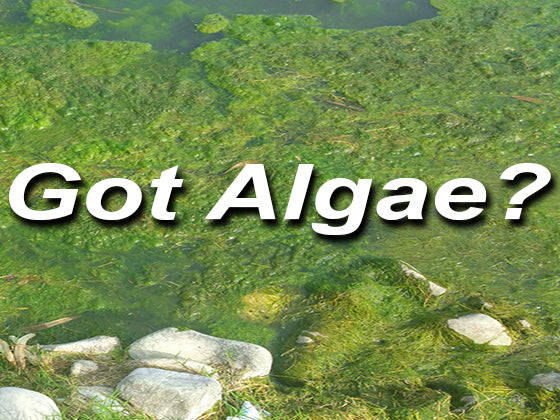 A pond with excessive algae