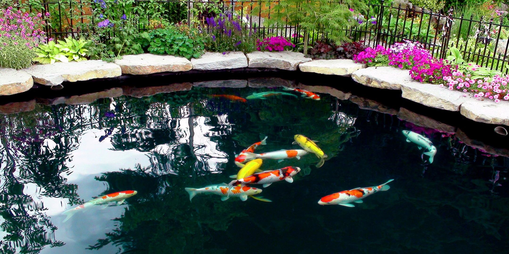 Beautiful bubble-less koi pond with lots of koi fish and flowers around the koi pond