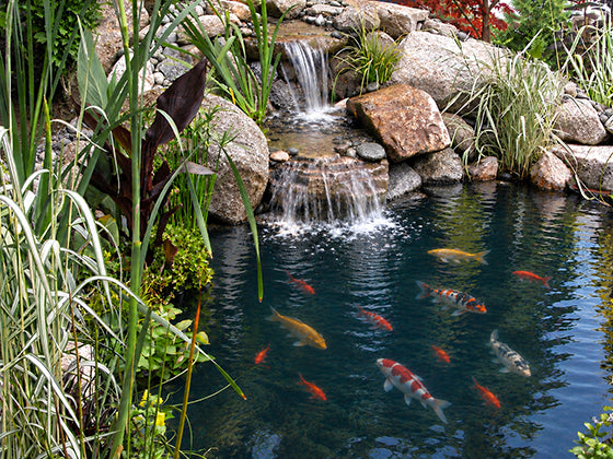 A Hybrid Pond is part water garden ecosystem pond and part koi pond.