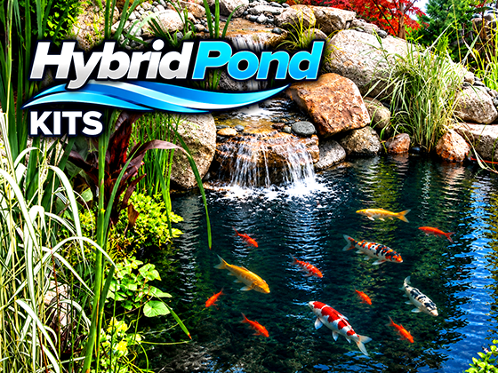 Hybrid Pond Kit combining a koi pond and water garden with clear water, colorful koi, aquatic plants and a natural rock waterfall.