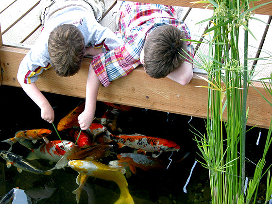 Two young boys on a wooden bridge over a koi pond - made by Russell Watergardens
