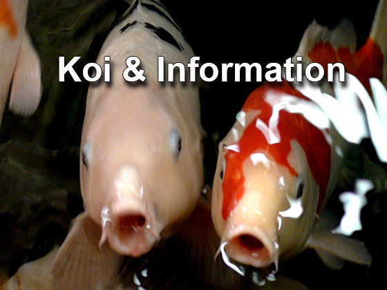 Koi information - koi types, koi glossary
