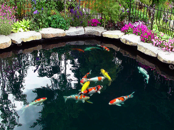 Koi Pond Kits