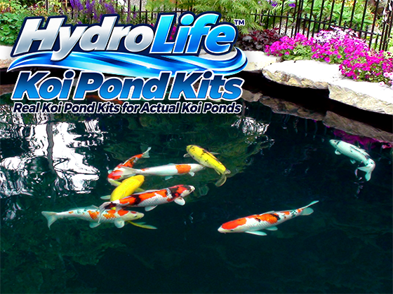 HydroLife™ Koi Pond Kits featuring colorful koi swimming in a clear, professionally designed koi pond.