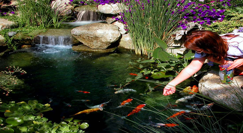Girl feeding koi in a water garden pond built using a Russell Watergardens Ultimate pond kit