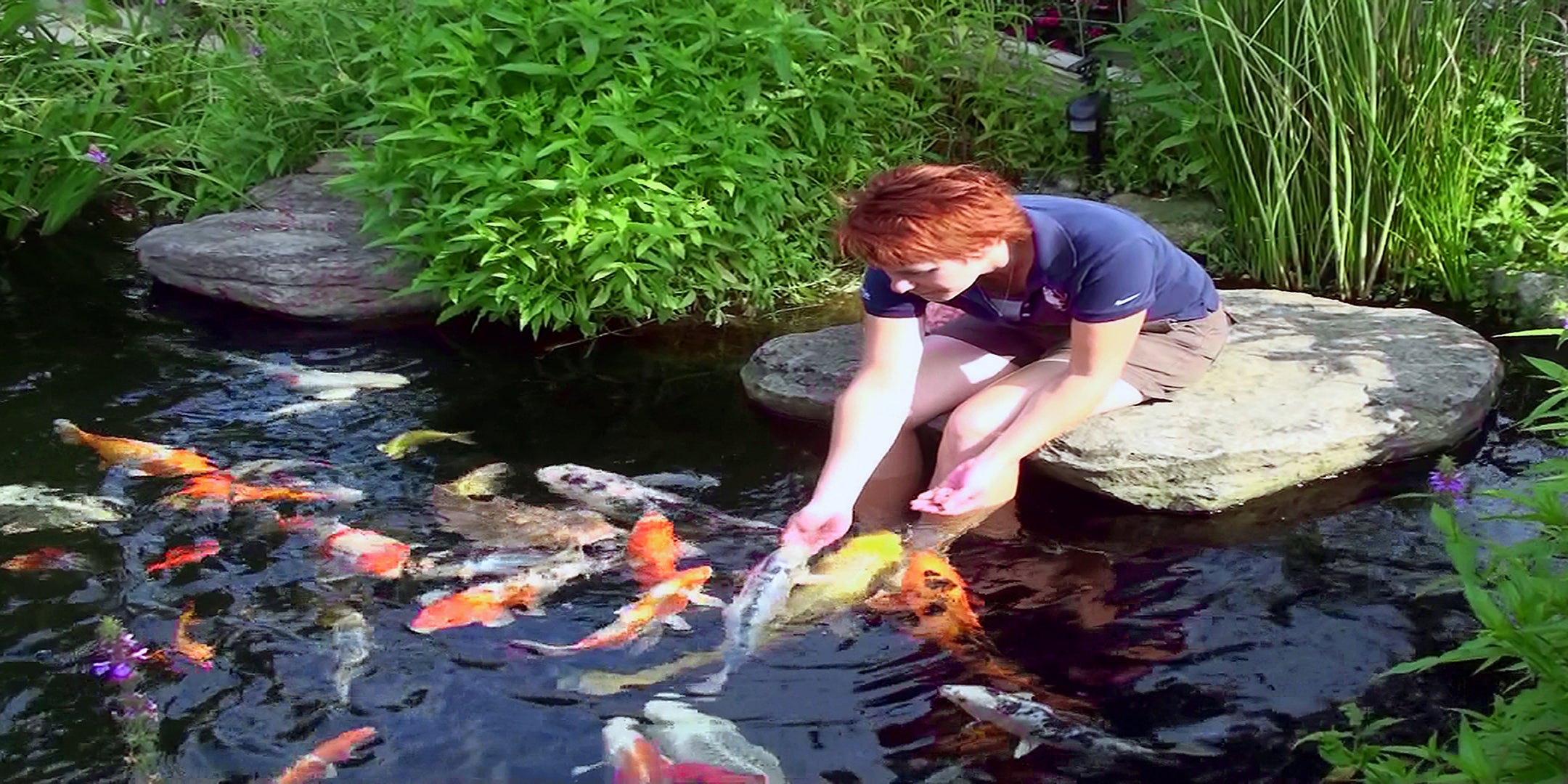 Pamela Russell handing feeding large koi fish in a crossover pond built by Russell Watergardens