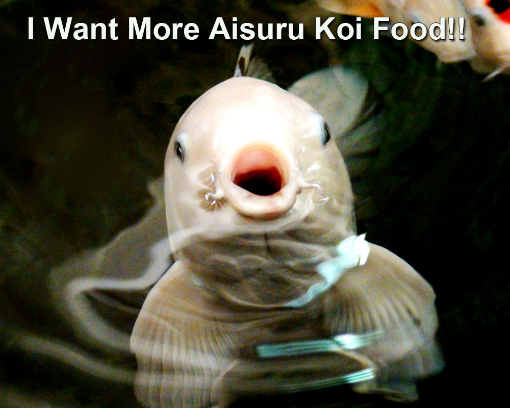 Happy koi begging with its mouth open from more Aisuru Koi delicious and healthy koi food